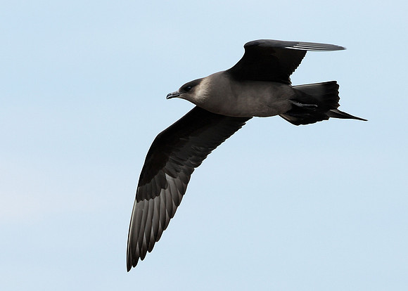 Arctic Skua Stercorarius parasiticus