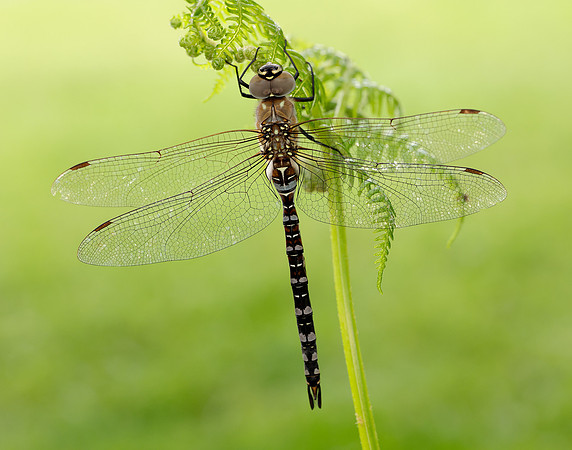 Migarnt Hawker Aeshna mixta