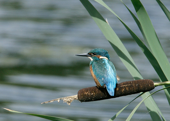 Kingfisher Alcedo atthis