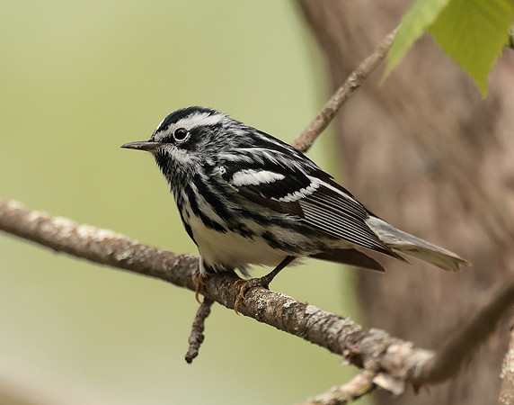 Black & White Warbler Mniotilta varia