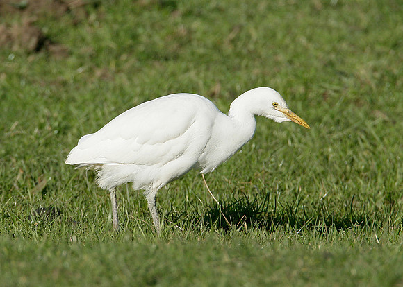 Cattle Egret Bubulcus ibis