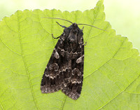 3.350 BF2137 Great Brocade Eurois occulta