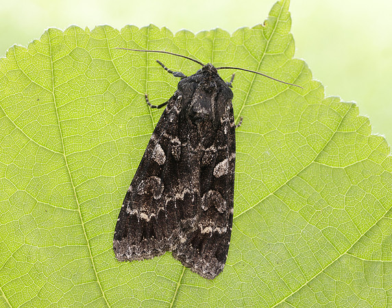 3.350 BF2137 Great Brocade Eurois occulta