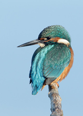 Kingfisher Alcedo atthis