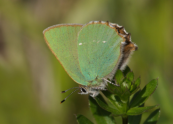 Green Hairstreak Callophrys rubi