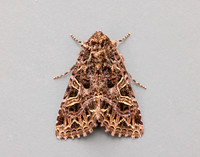 73.276 BF2166 Campion Sideridis rivularis
