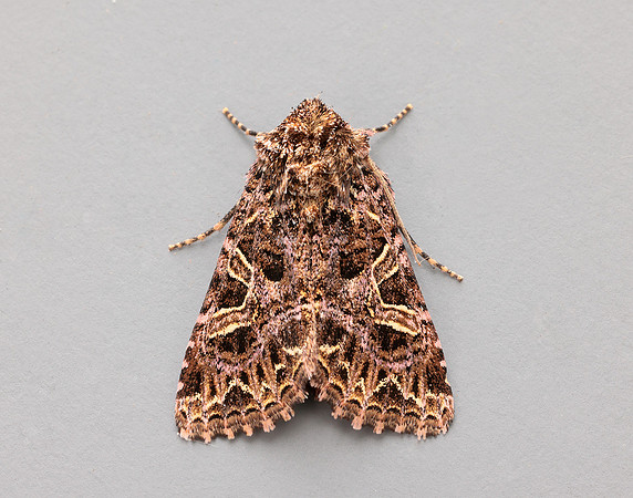 73.276 BF2166 Campion Sideridis rivularis