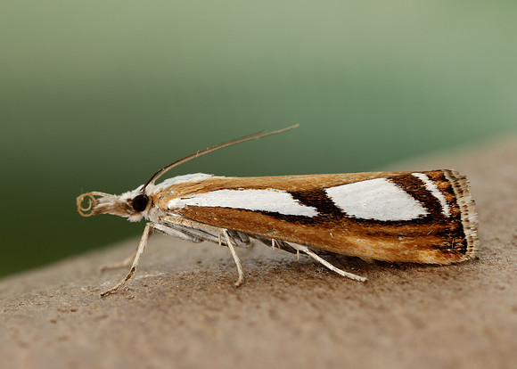 63.096 BF1310 Catoptria permutatellus