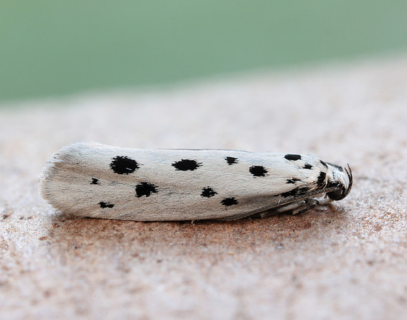 33.001 BF718 Ethmia dodecea