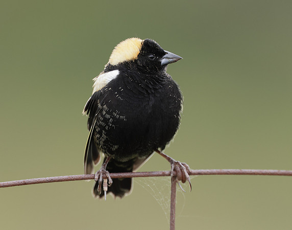 Bobolink Dolichonyx oryzivorus