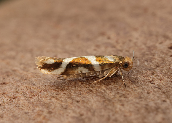 20.012 BF411 Argyresthia goedartella