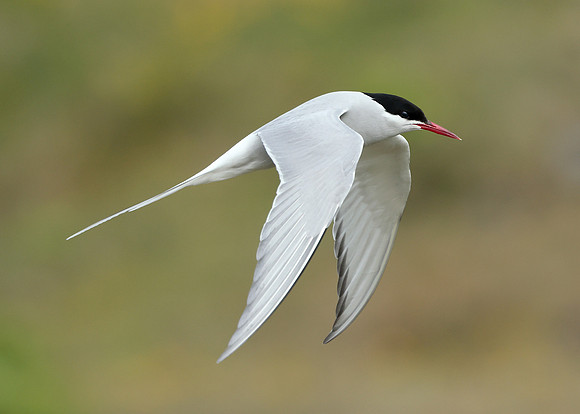 Arctic Tern Sterna paradisaea