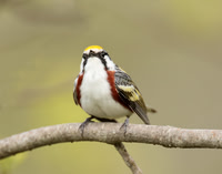 Chestnut-sided Warbler Setophaga pensylvanica