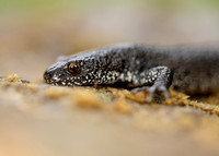 Great Crested Newt Triturus cristatus;