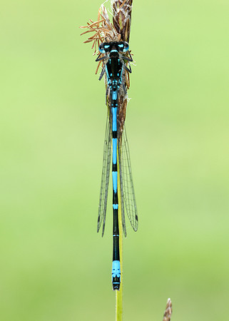 Variable Damselfly Coenagrion pulchellum
