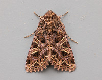 73.276 BF2166 Campion Sideridis rivularis
