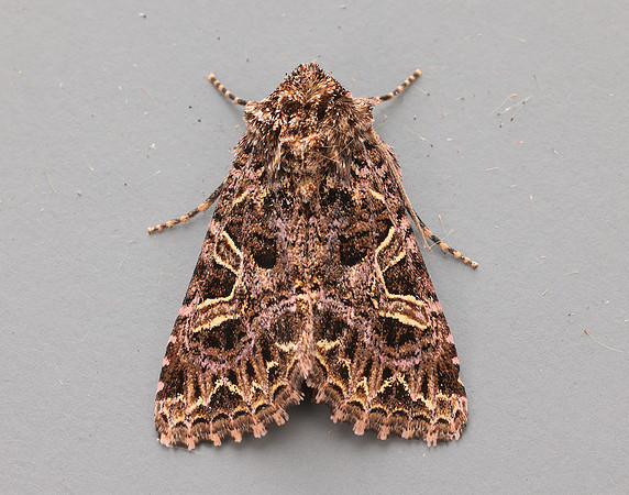73.276 BF2166 Campion Sideridis rivularis
