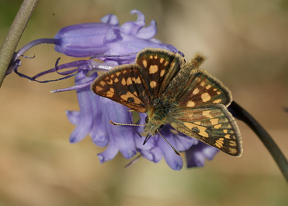 Chequered Skipper Carterocephalus palaemon