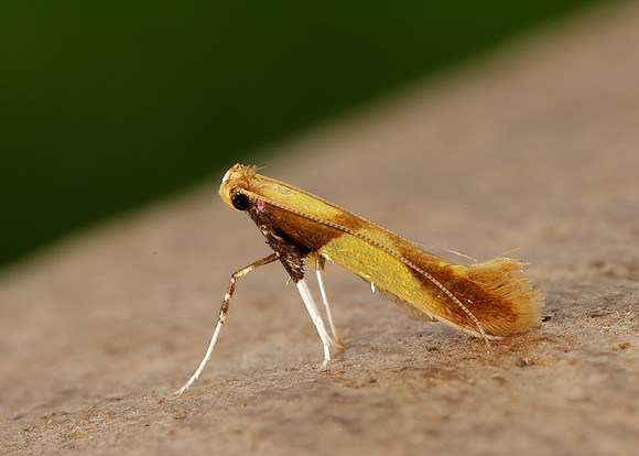 15.008 BF286 Caloptilia alchimiella