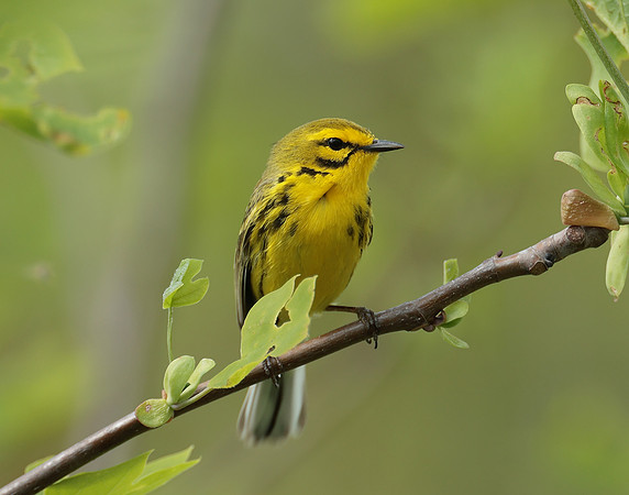 Prairie Warbler Setophaga discolor