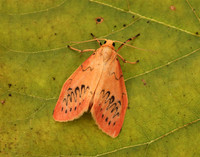 72.035 BF2037 Rosy Footman Miltochrista miniata