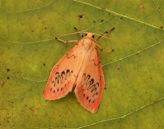 72.035 BF2037 Rosy Footman Miltochrista miniata