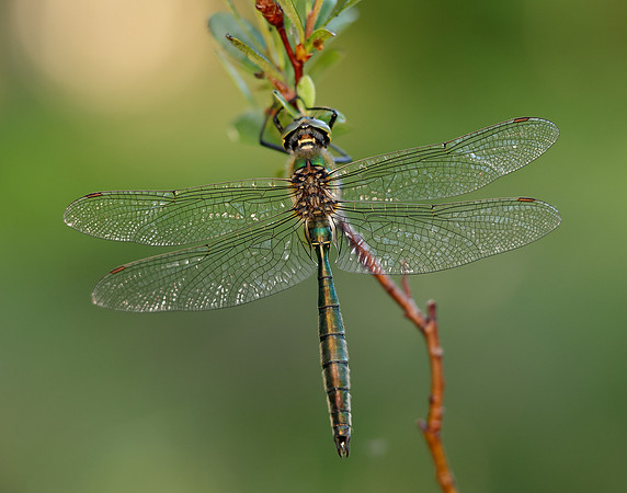 Brilliant Emerald Somatochlora metallica