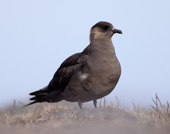 Arctic Skua Stercorarius parasiticus