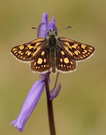 Chequered Skipper Carterocephalus palaemon