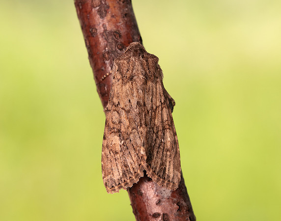 73.157 BF2333 Large Nutmeg Apamea anceps