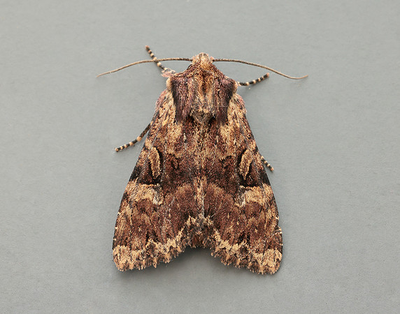 73.155 BF2327 Clouded Brindle Apamea epomidion