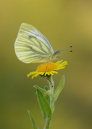 Green-veined White Pieris napi