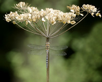 Migrant Hawker Aeshna mixta