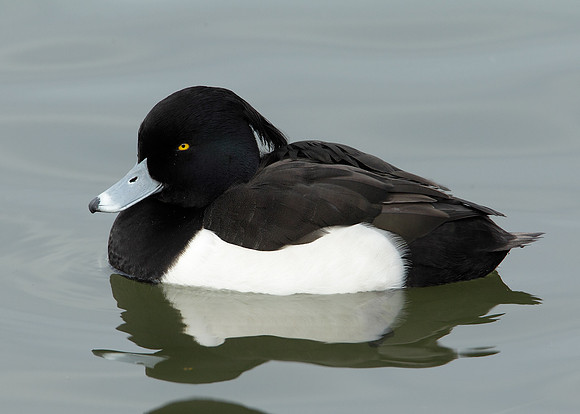 Tufted Duck Aythya fuligula