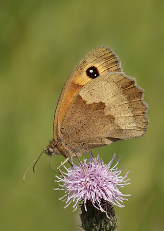 Meadow Brown Maniola jurtina