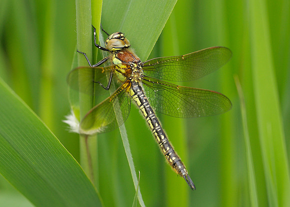 Hairy Dragonfly Brachytron pratense