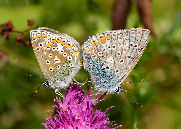 Common Blue Polyommatus icarus
