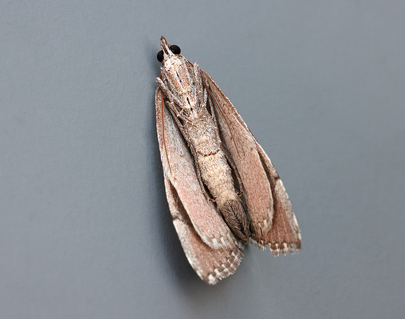 70.192 BF1867 Treble-bar Aplocera plagiata
