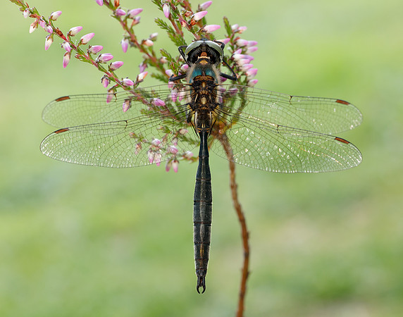 Northern Emerald Somatochlora arctica