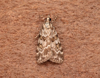 63.066 BF1333 Scoparia pyralella