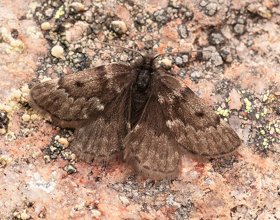 70.289 BF1965 Black Mountain Moth Glacies coracina