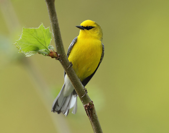 Blue-winged Warbler Vermivora cyanoptera