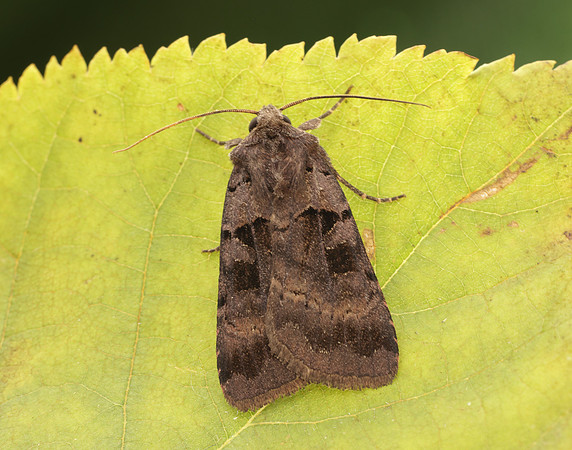 73.354 BF2131 Square-spotted Clay Xestia stigmatica