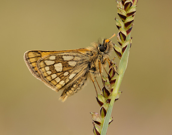 Chequered Skipper Carterocephalus palaemon