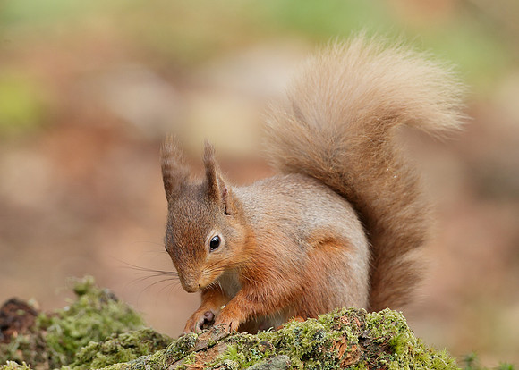 Red Squirrel Sciurus vulgaris