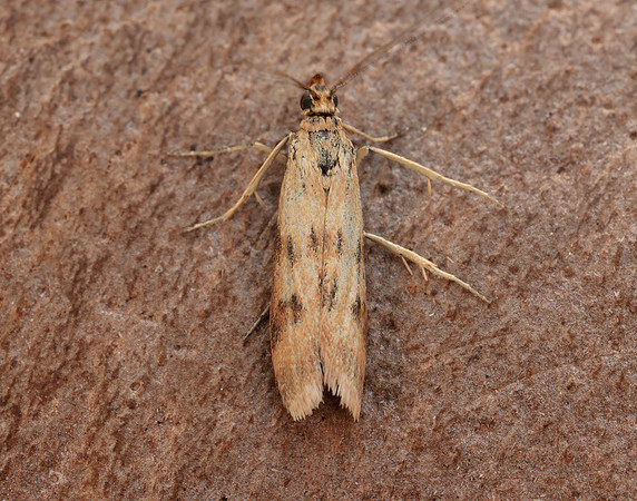 62.054 BF1481 Homoeosoma sinuella