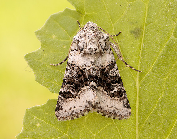 73.279 BF2164 Broad-barred White Hecatera bicolorata