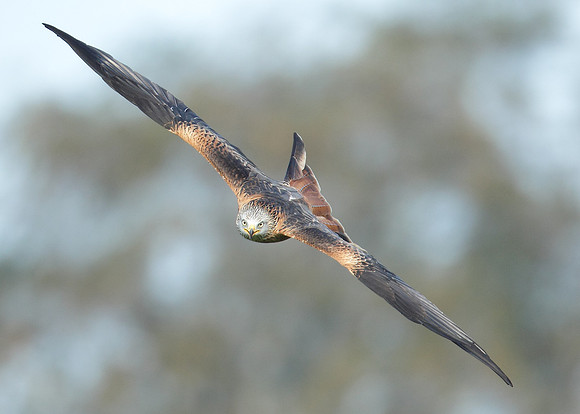 Red Kite Milvus milvus