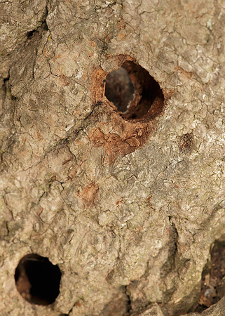 52.002 BF0370 Hornet Moth Sesia apiformis