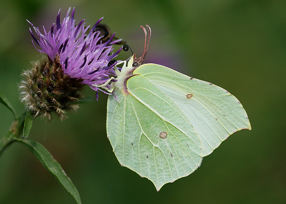 Brimstone Gonepteryx rhamni